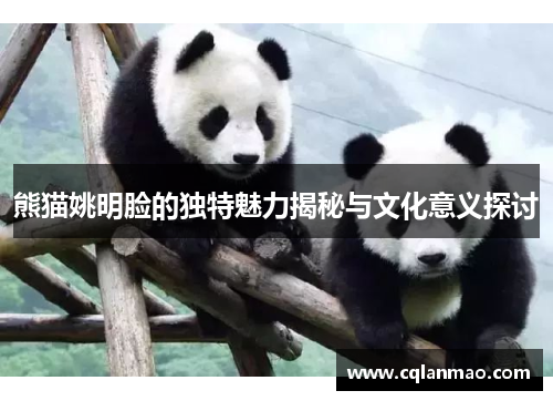 熊猫姚明脸的独特魅力揭秘与文化意义探讨